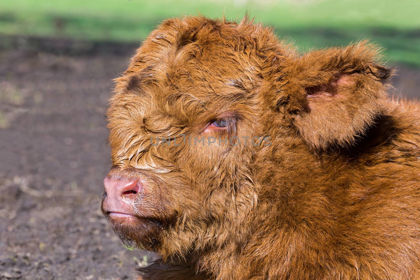 Close up head newborn brown scottish highlander calf lying in meadow