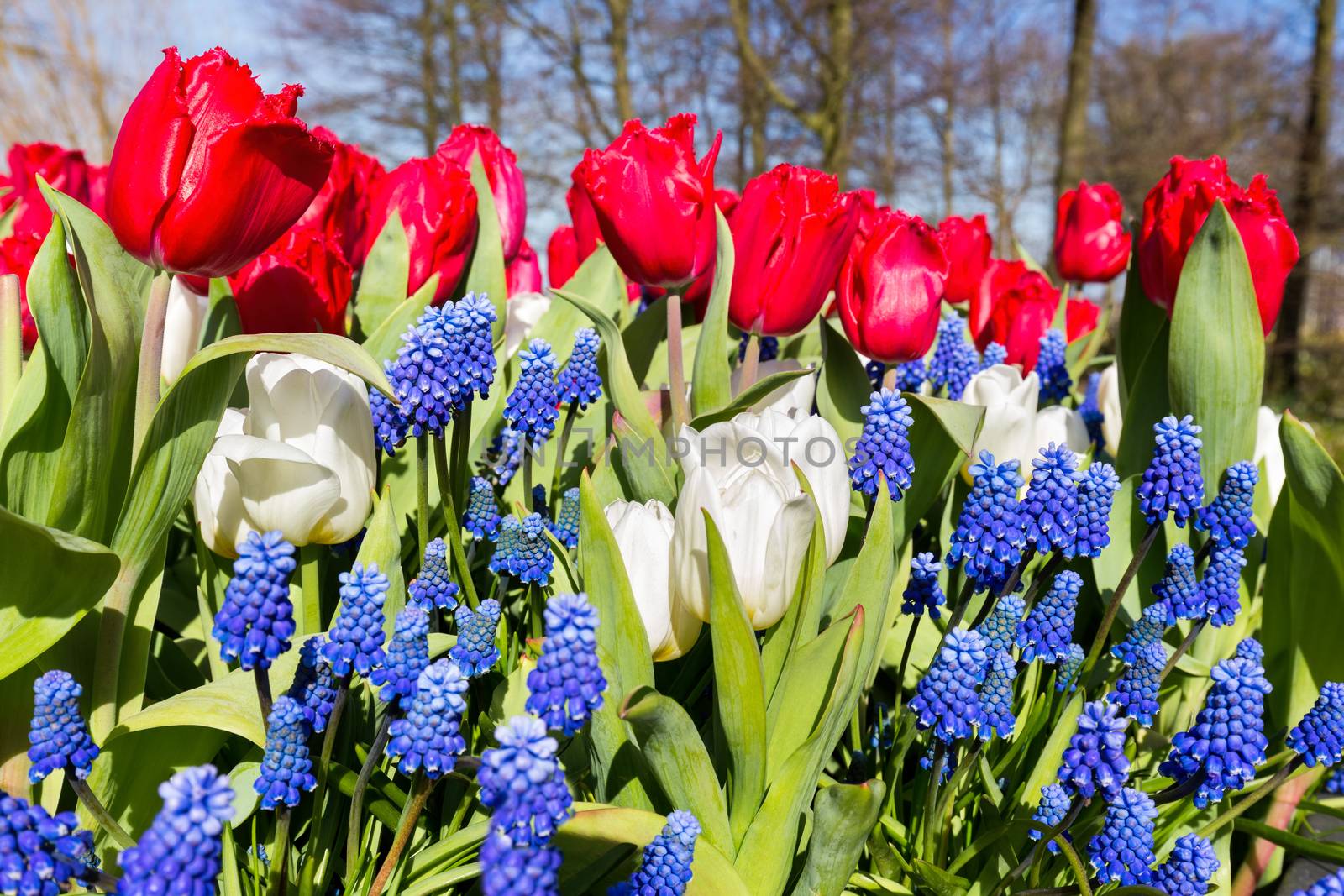 Red white blue flowers in spring season by BenSchonewille