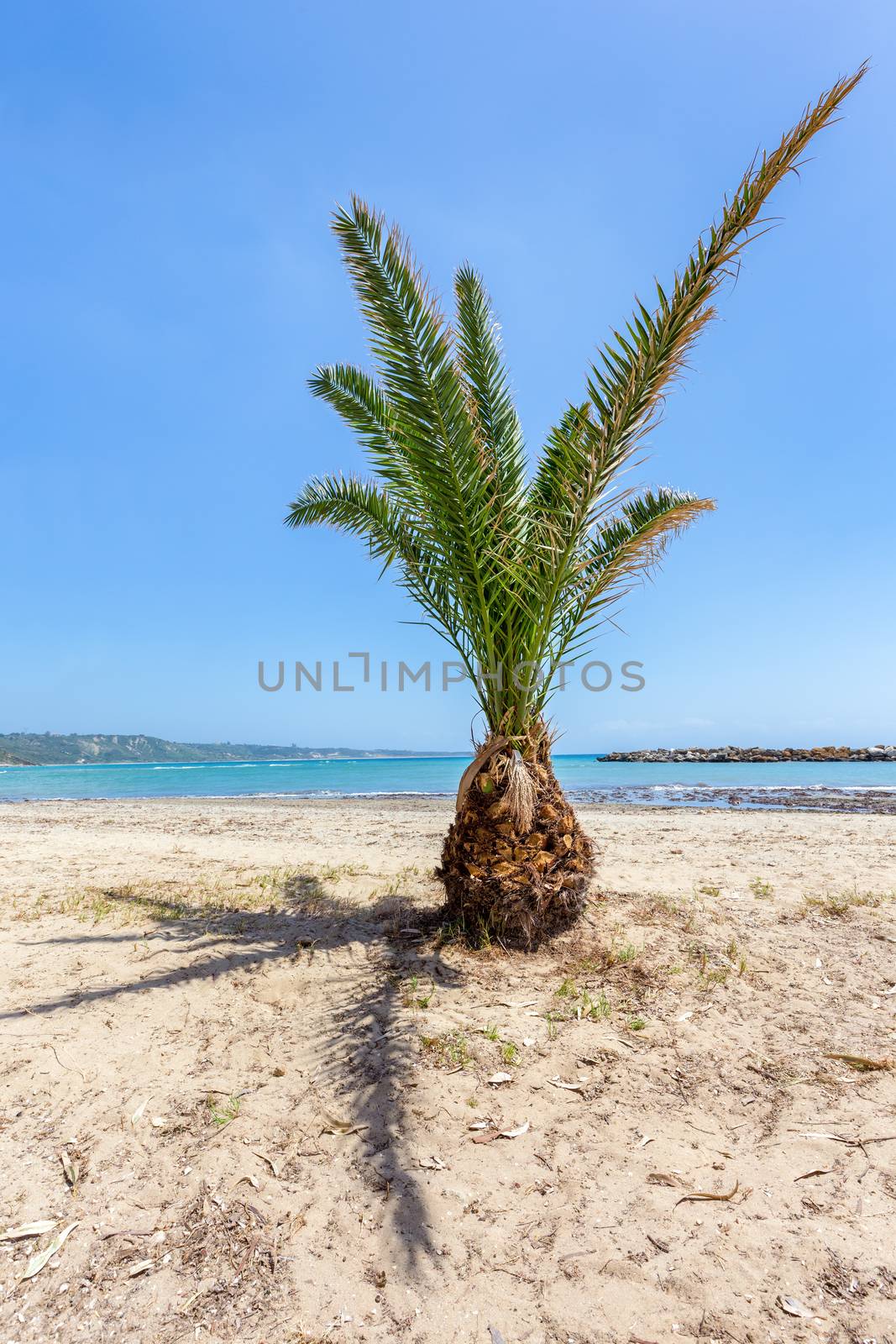 Exotic palm tree with shadow on sandy beach near blue sea