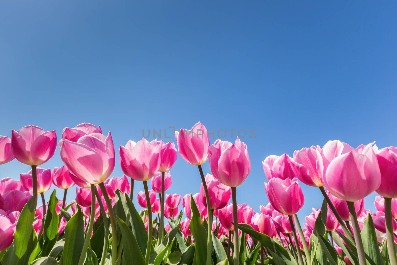Blooming pink tulips in flowers field with blue sky in spring season