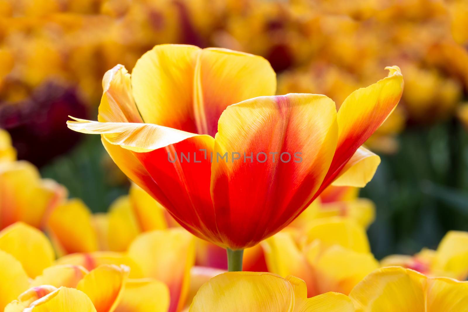 Red with yellow tulip in flowers field by BenSchonewille