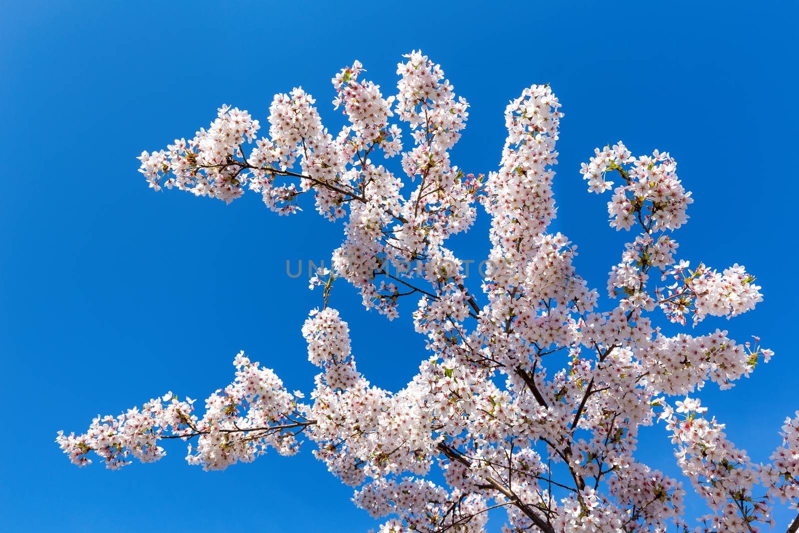 Tree branches with blooming white flowers by BenSchonewille