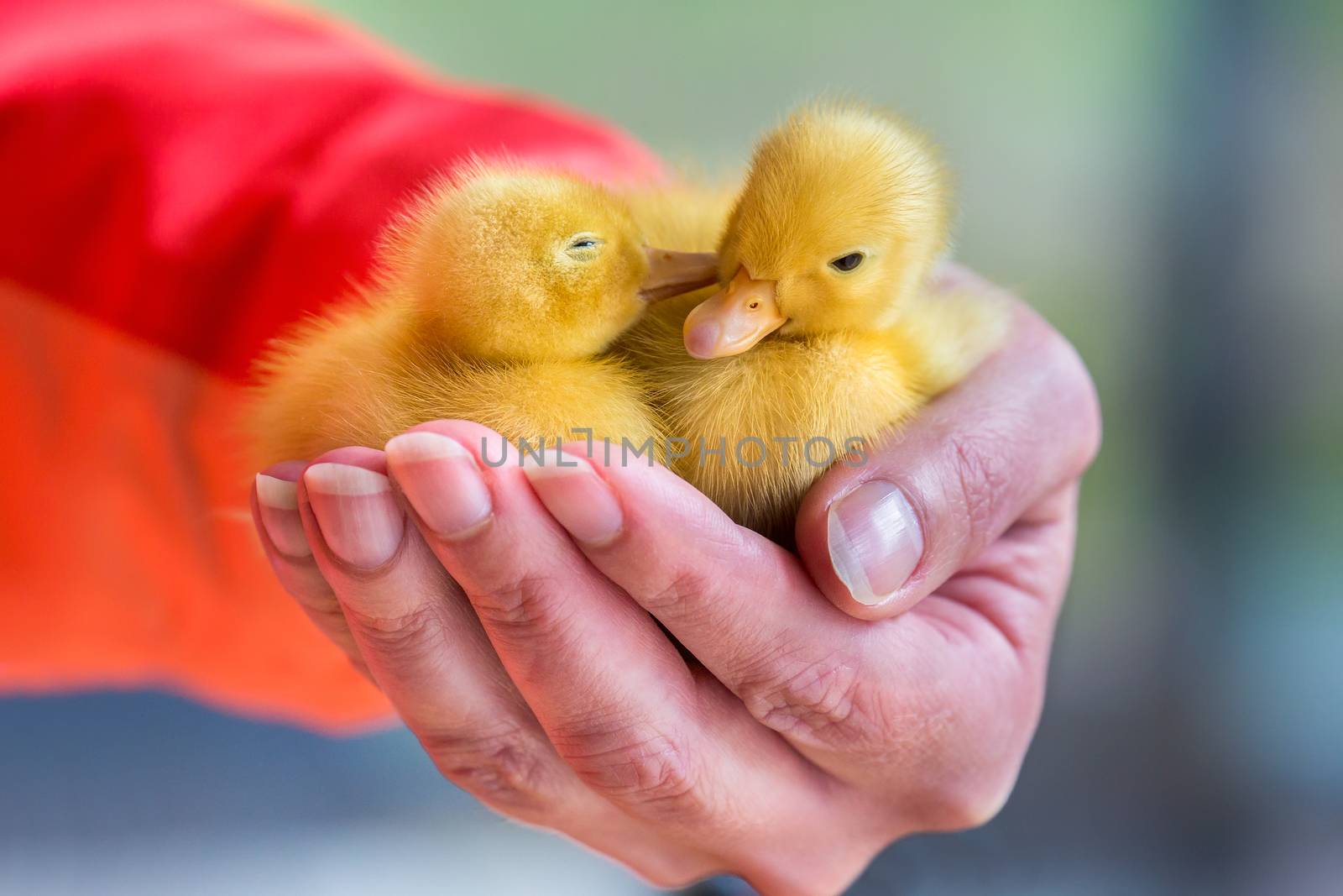 Two newborn yellow ducklings sitting on female hand