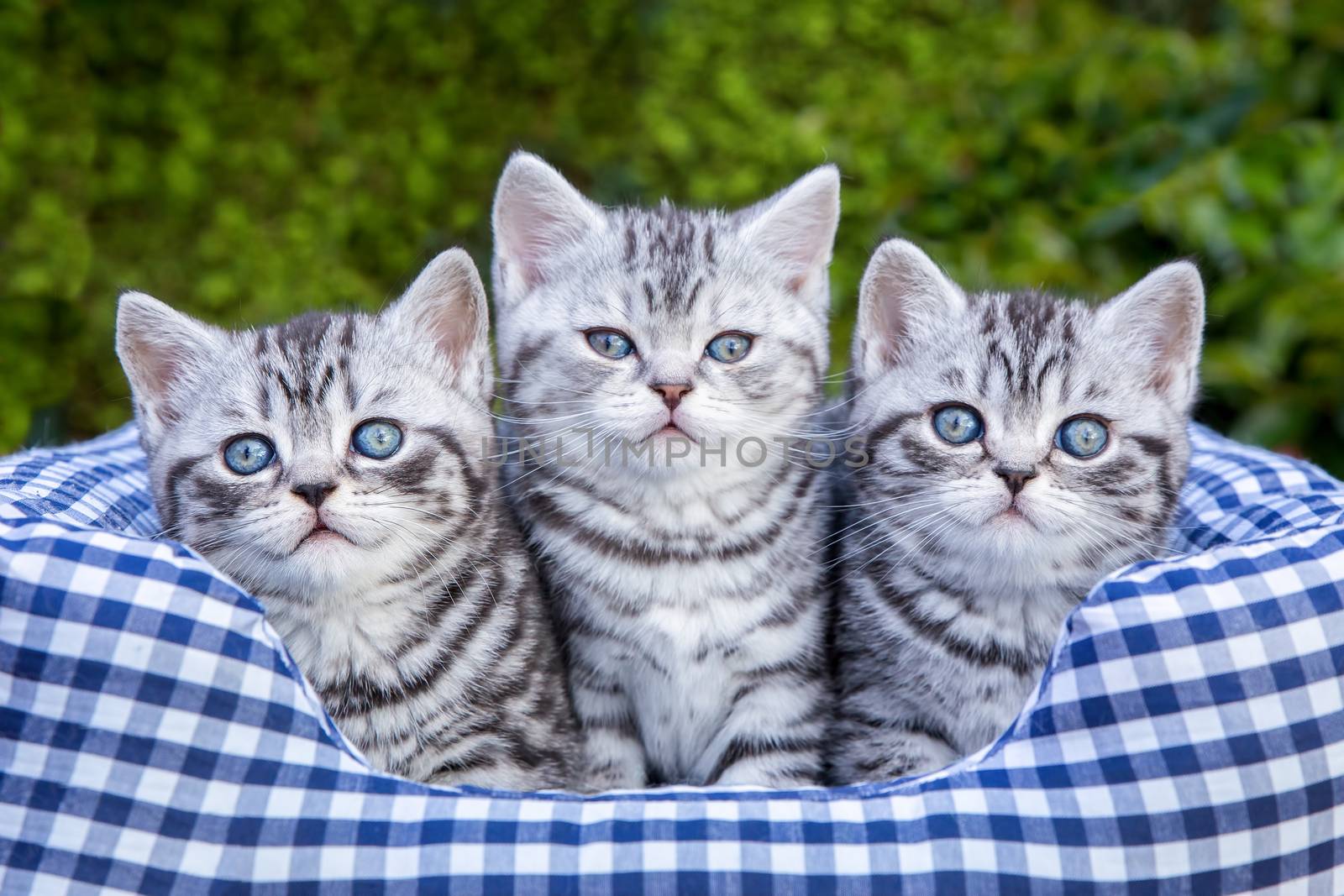 Three young silver tabby cats in checkered basket by BenSchonewille