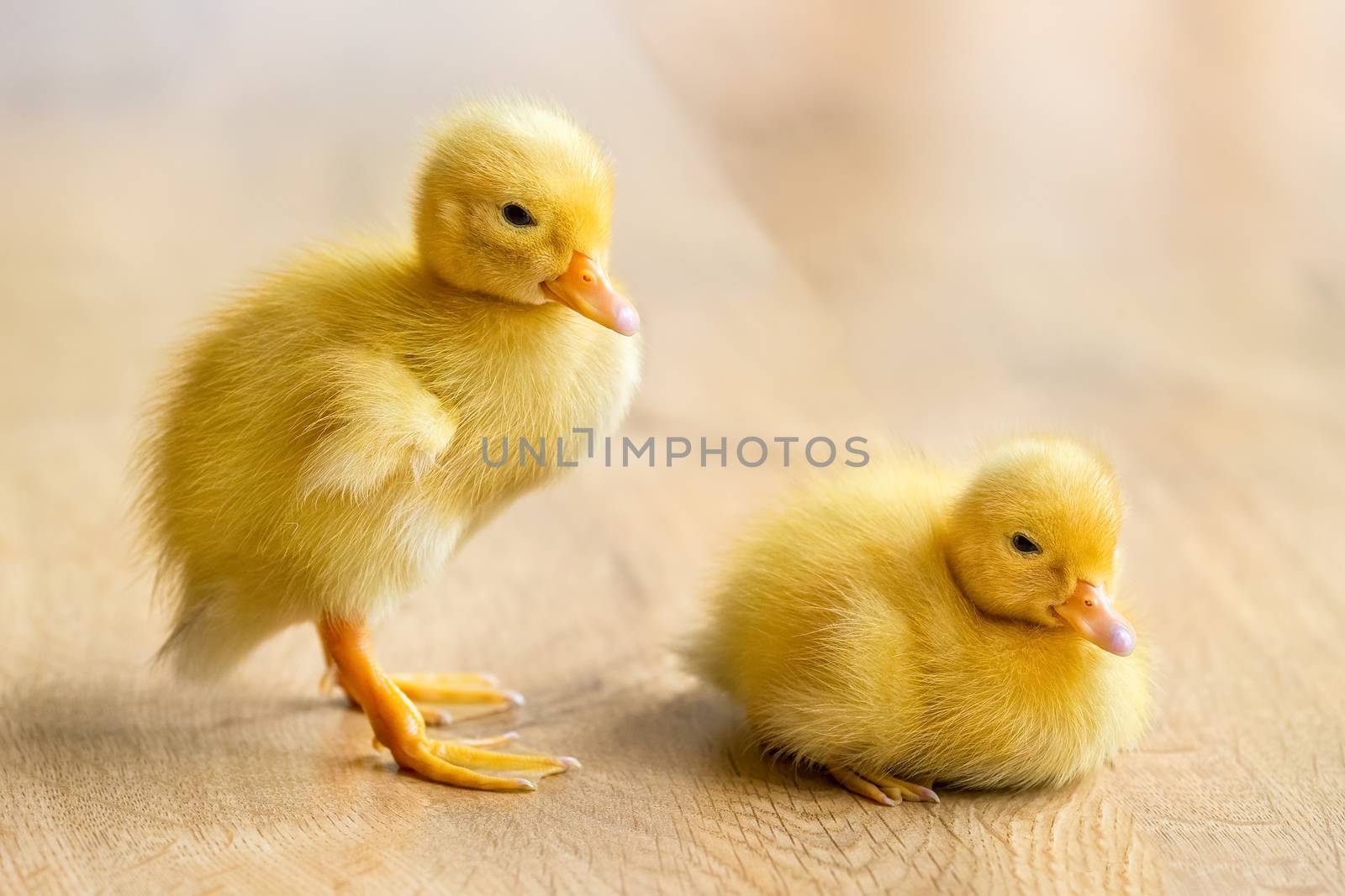 Two newborn yellow ducklings on wooden floor by BenSchonewille