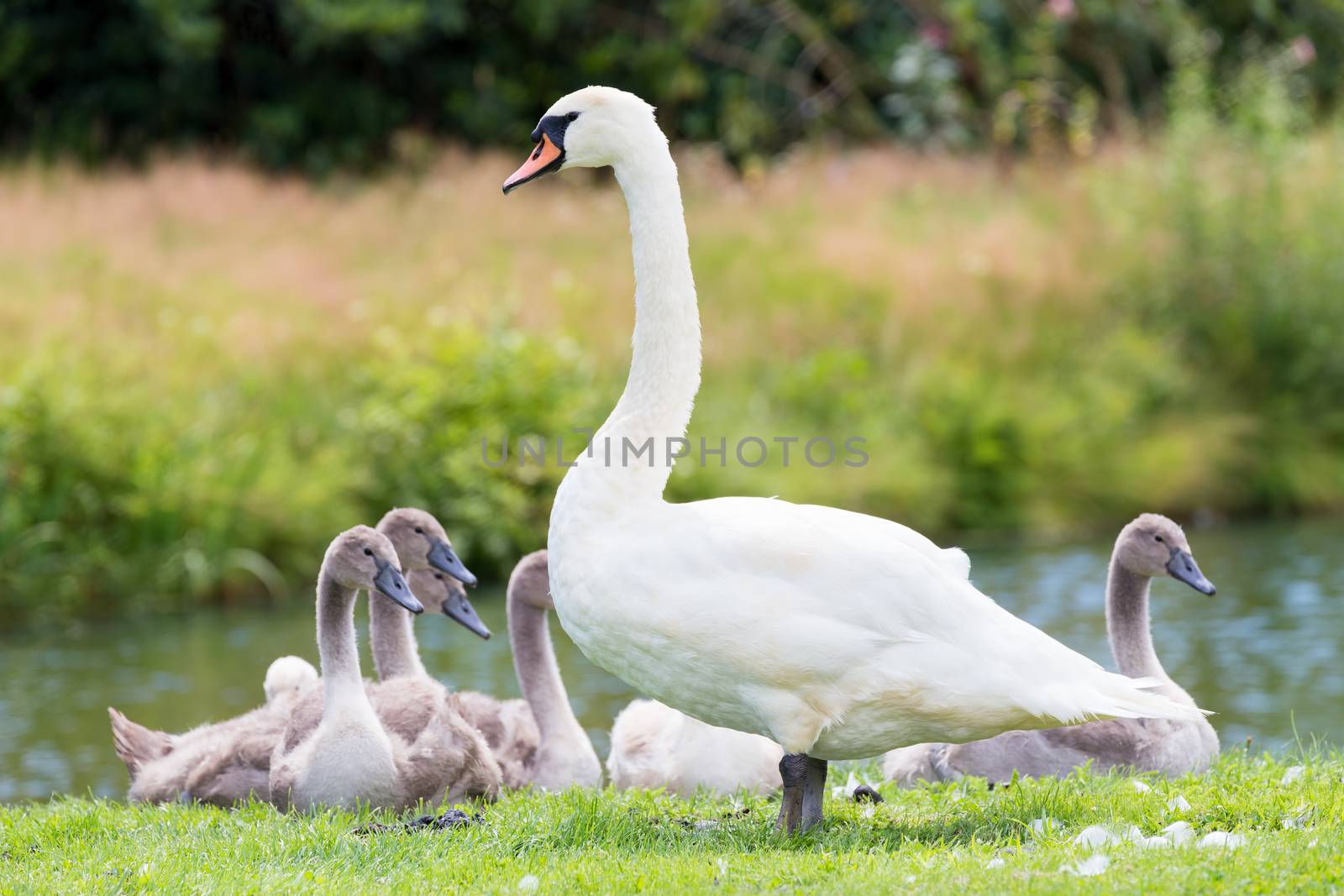 Standing white  mute swan with young chicks at shoreline in nature
