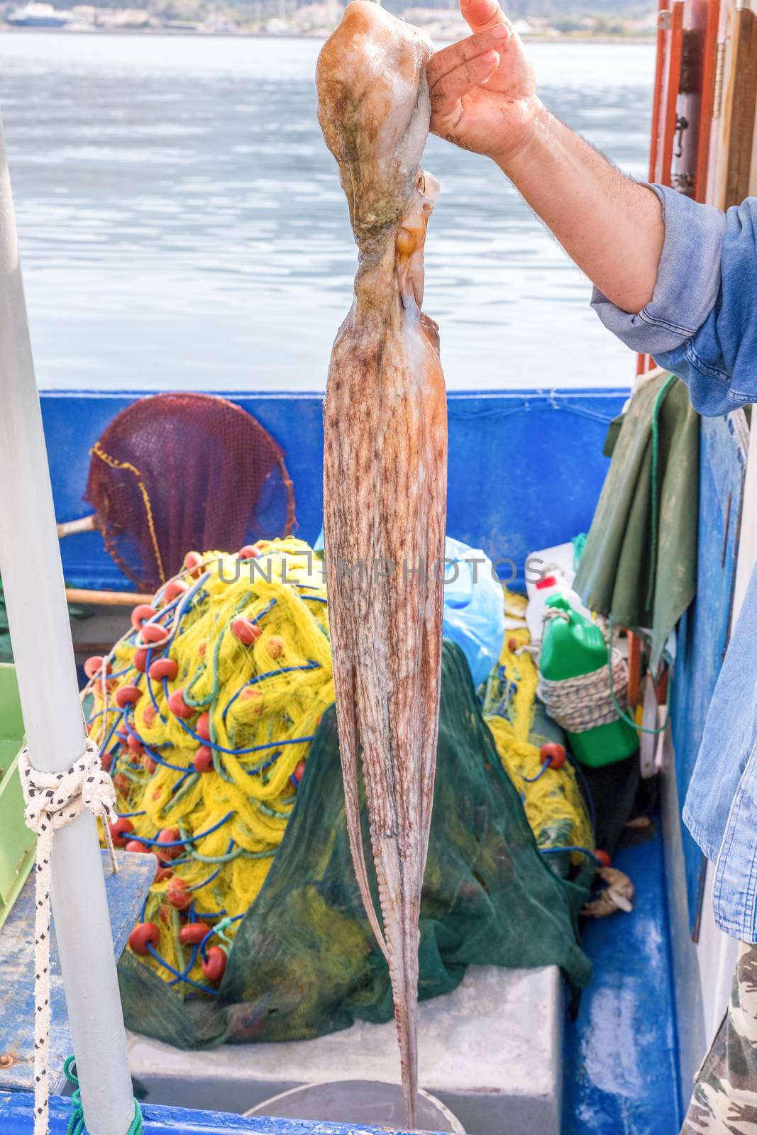 Arm of fisherman showing hanging octopus on fishing boat