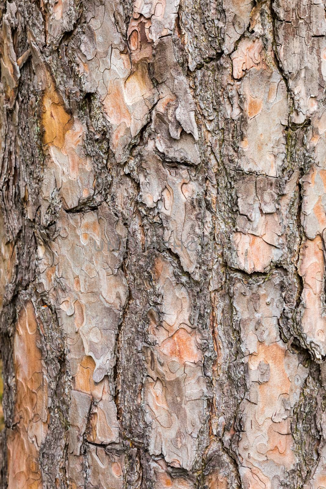 Bark on trunk of Scotch pine tree as background
