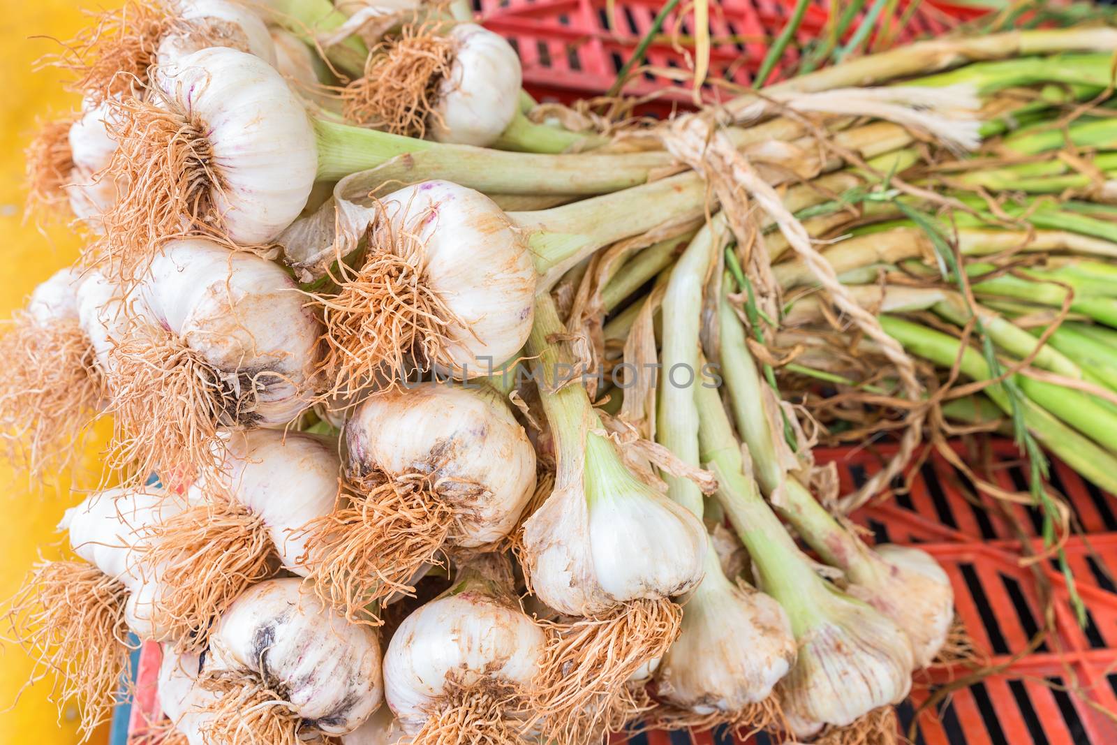 Bunch of garlic bulbs with stalks tied together with a rope