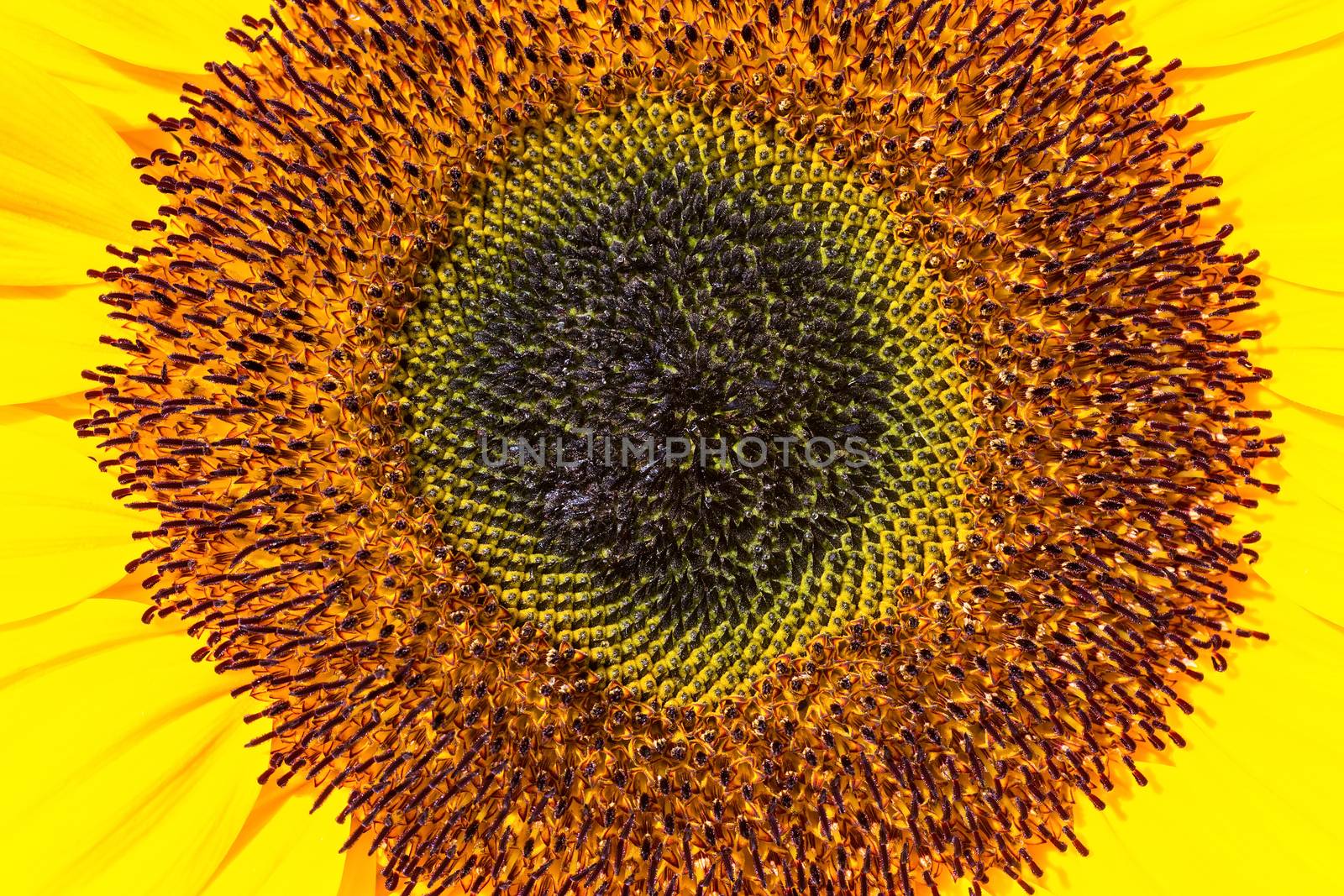 Close up middle of sunflower with stamens