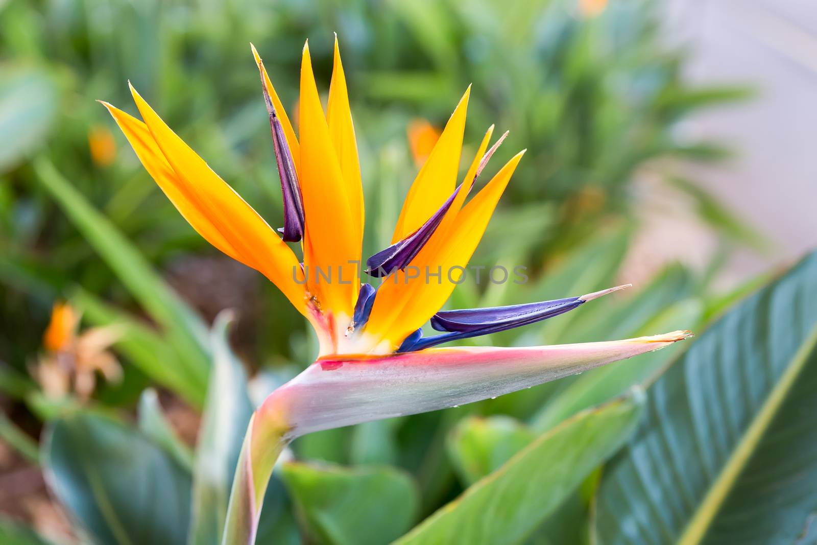 Close up Crane flower or Strelitzia reginaei by BenSchonewille