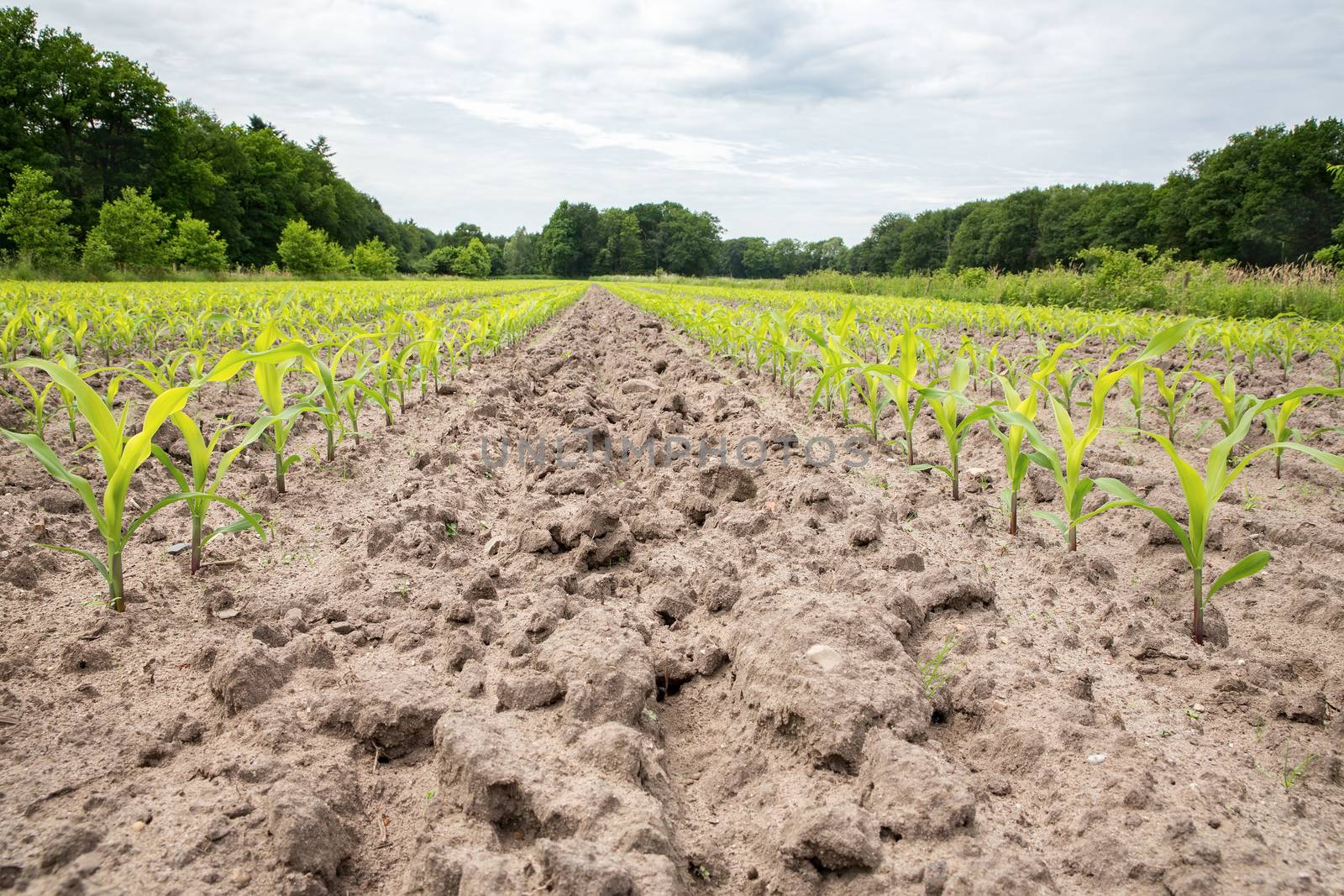 Corn field with rows of maize plants by BenSchonewille