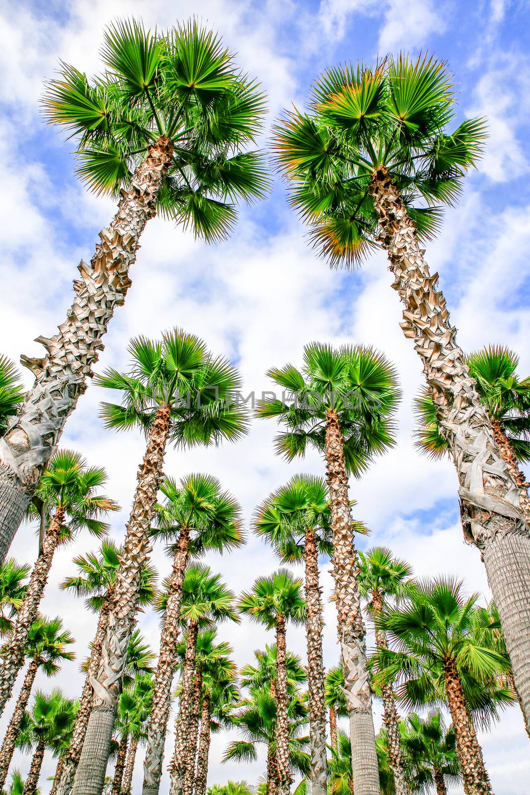 Group of high chinese hemp palm trees