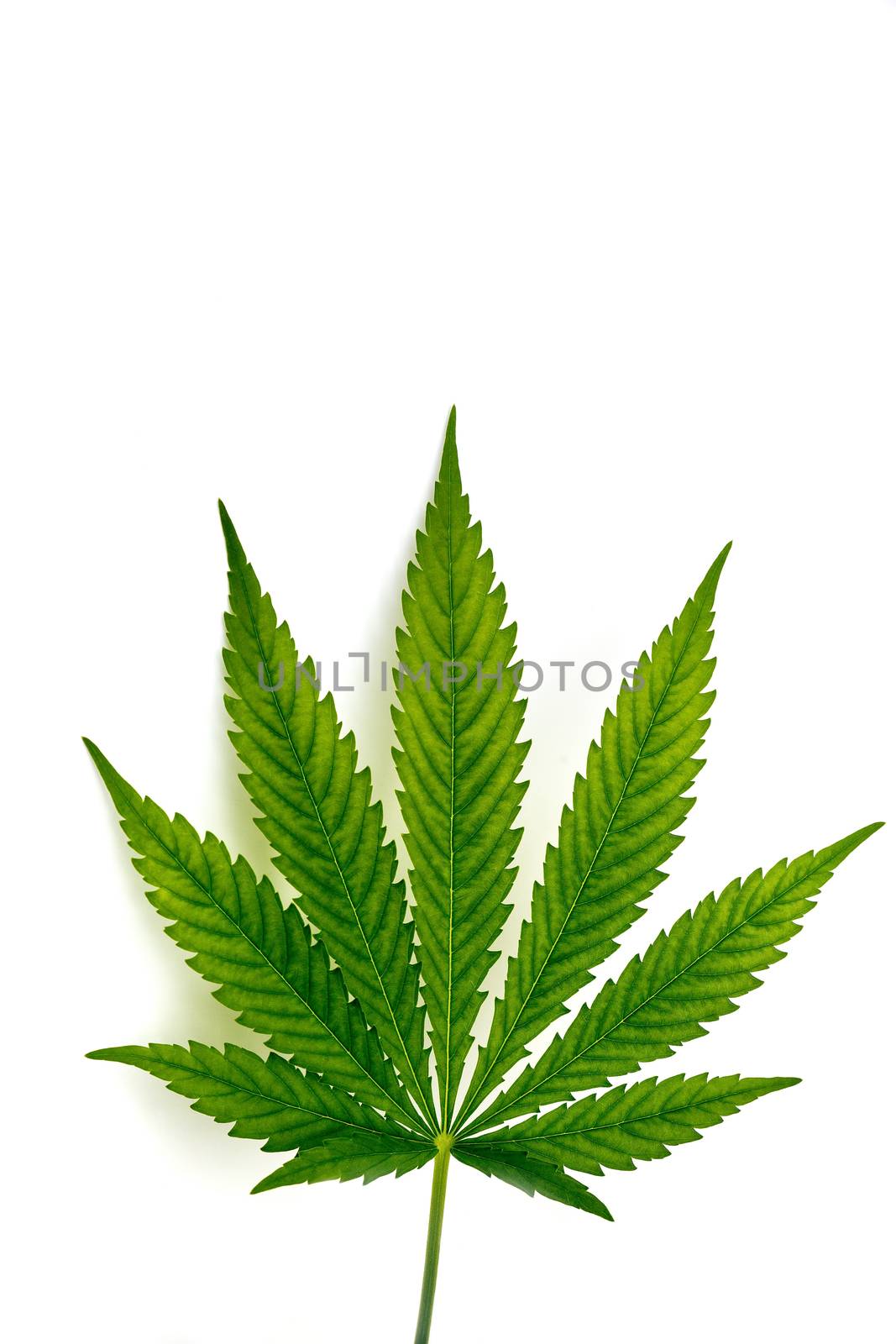 Leaf of cannabis plant isolated on white background