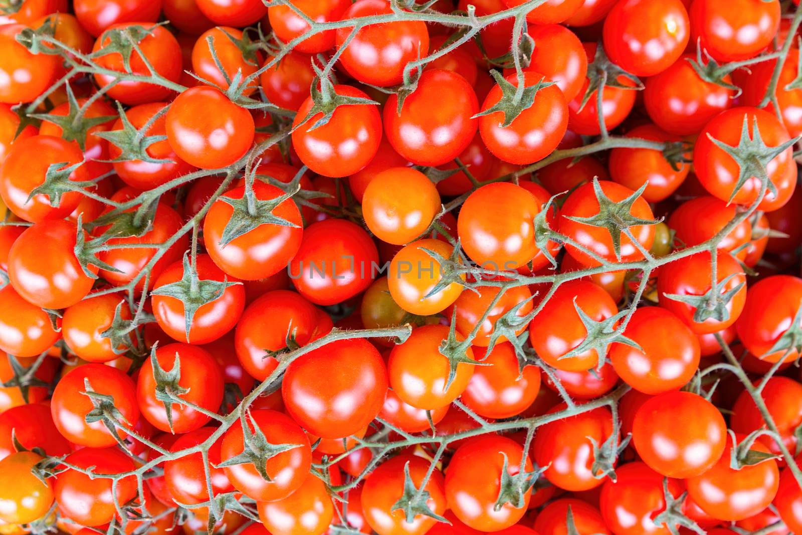 Many bunches of red vine tomatoes with stems or stalks
