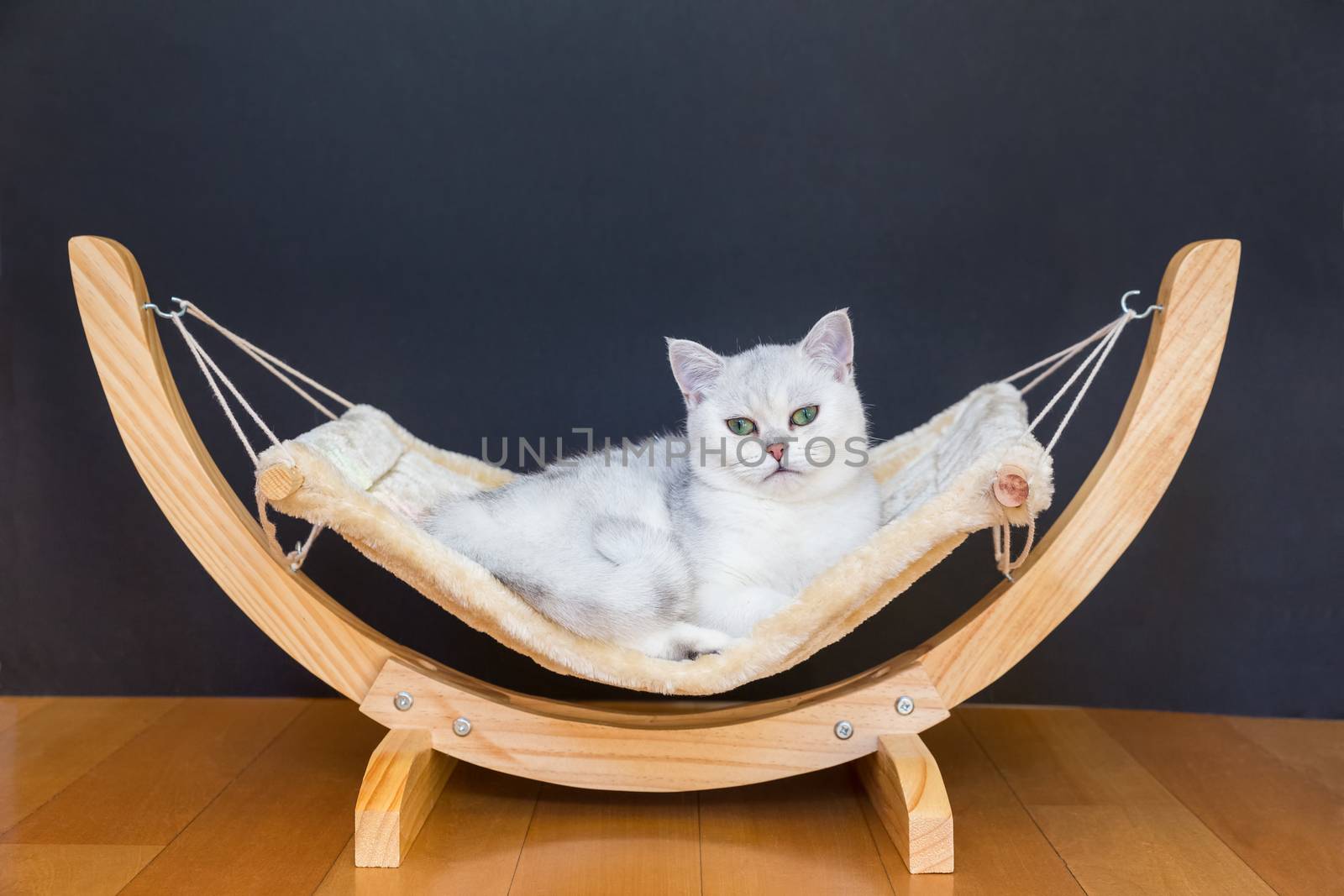 British short hair Silver shaded cat lying lazy in hammock