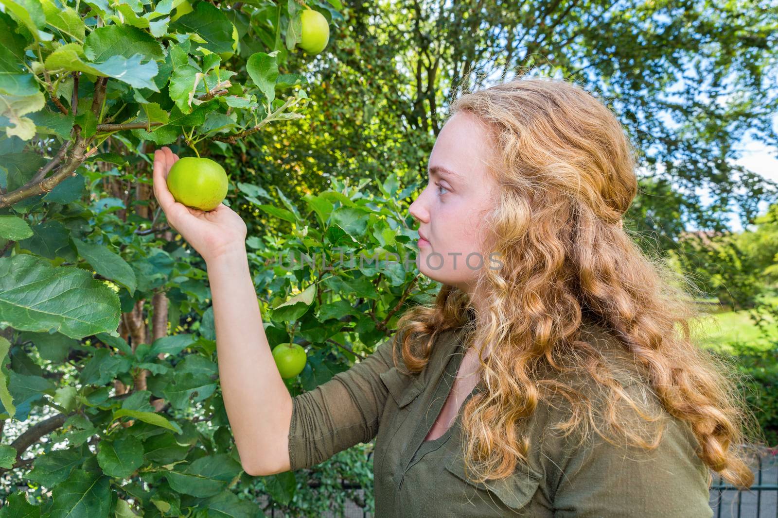 Young dutch woman holding apple in tree