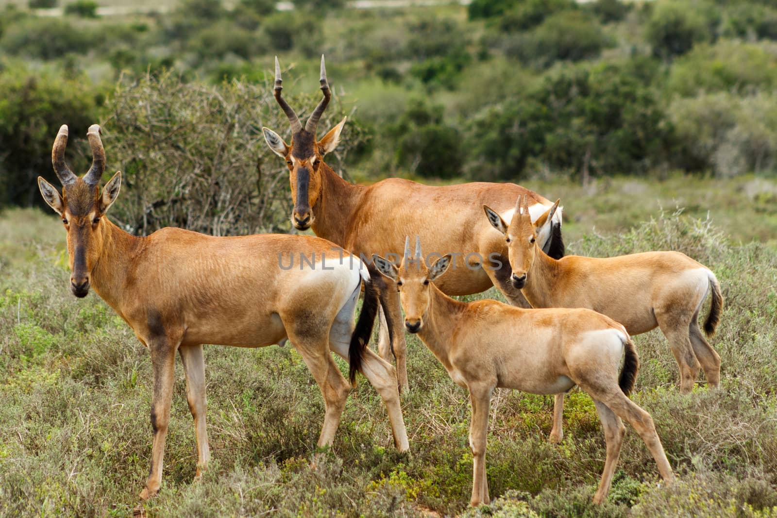 The Family - Alcelaphus buselaphus caama - The red hartebeest is a species of even-toed ungulate in the family Bovidae found in Southern Africa.