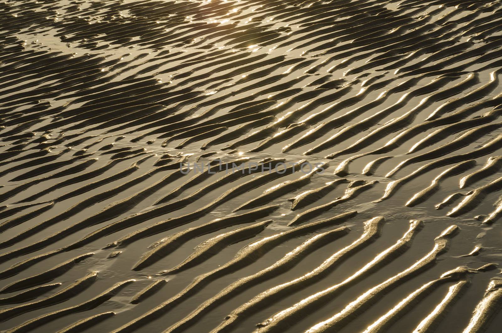 Natural golf wrinkles in the beach of Zoutelande in Netherlands at sunset
