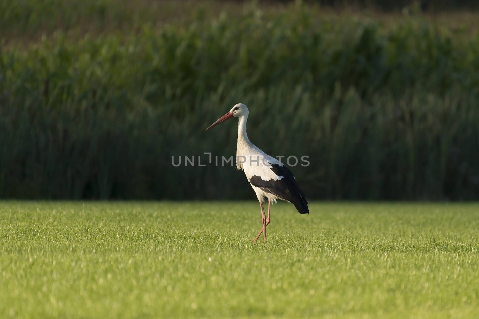 White Stork in a newly mowed meadow
 by Tofotografie