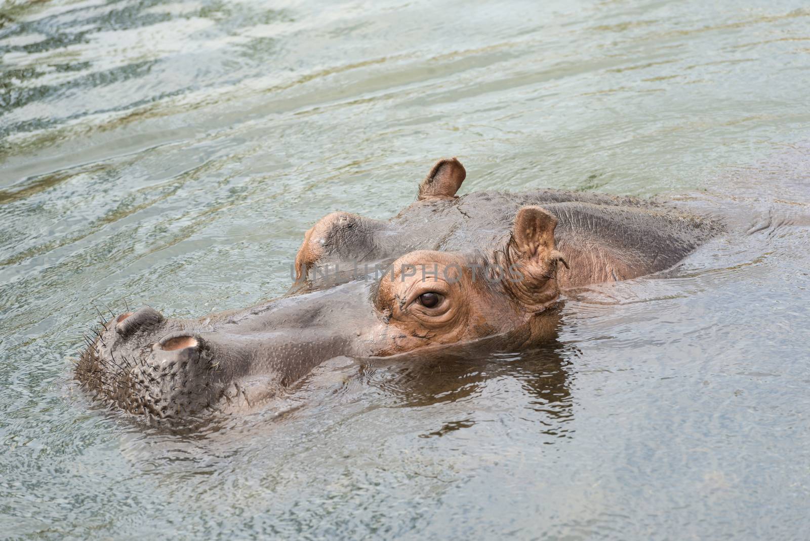 Head of swimming hippo 
 by Tofotografie