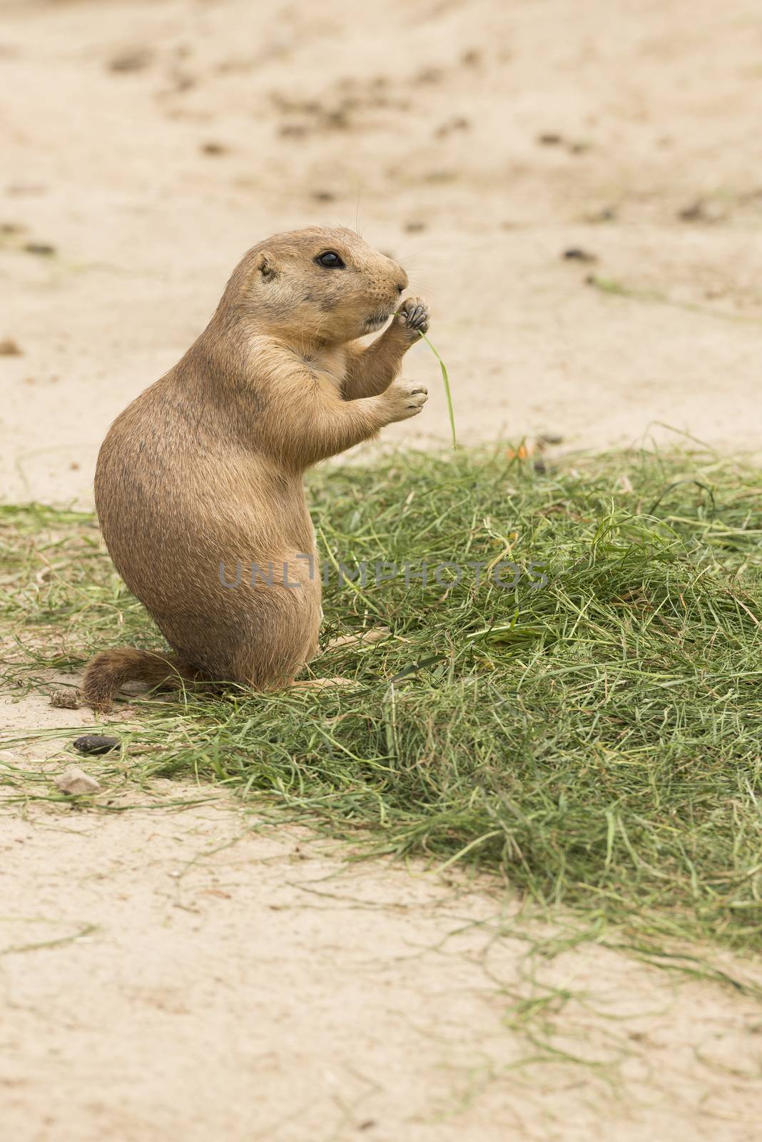 Grass eating North American Prairie dog
 by Tofotografie