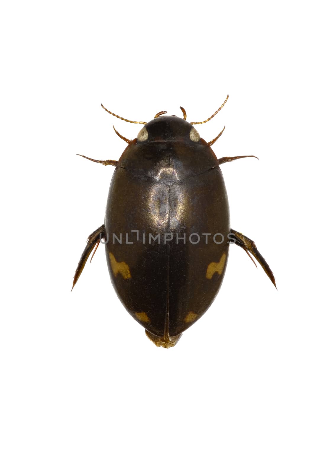 Predaceous Diving Beetle  -  Agabus (Gaurodytes) didymus (Olivier, 1795) by gstalker