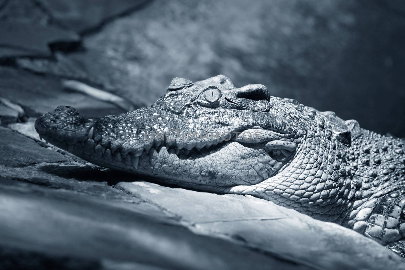 Muzzle of the crocodile close up
