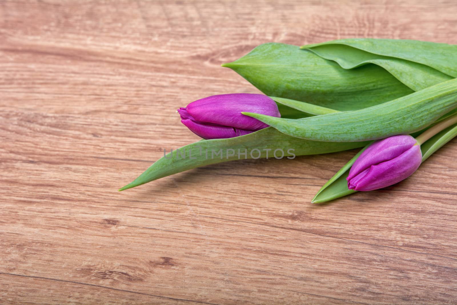 Violet tulips on a brown wooden background