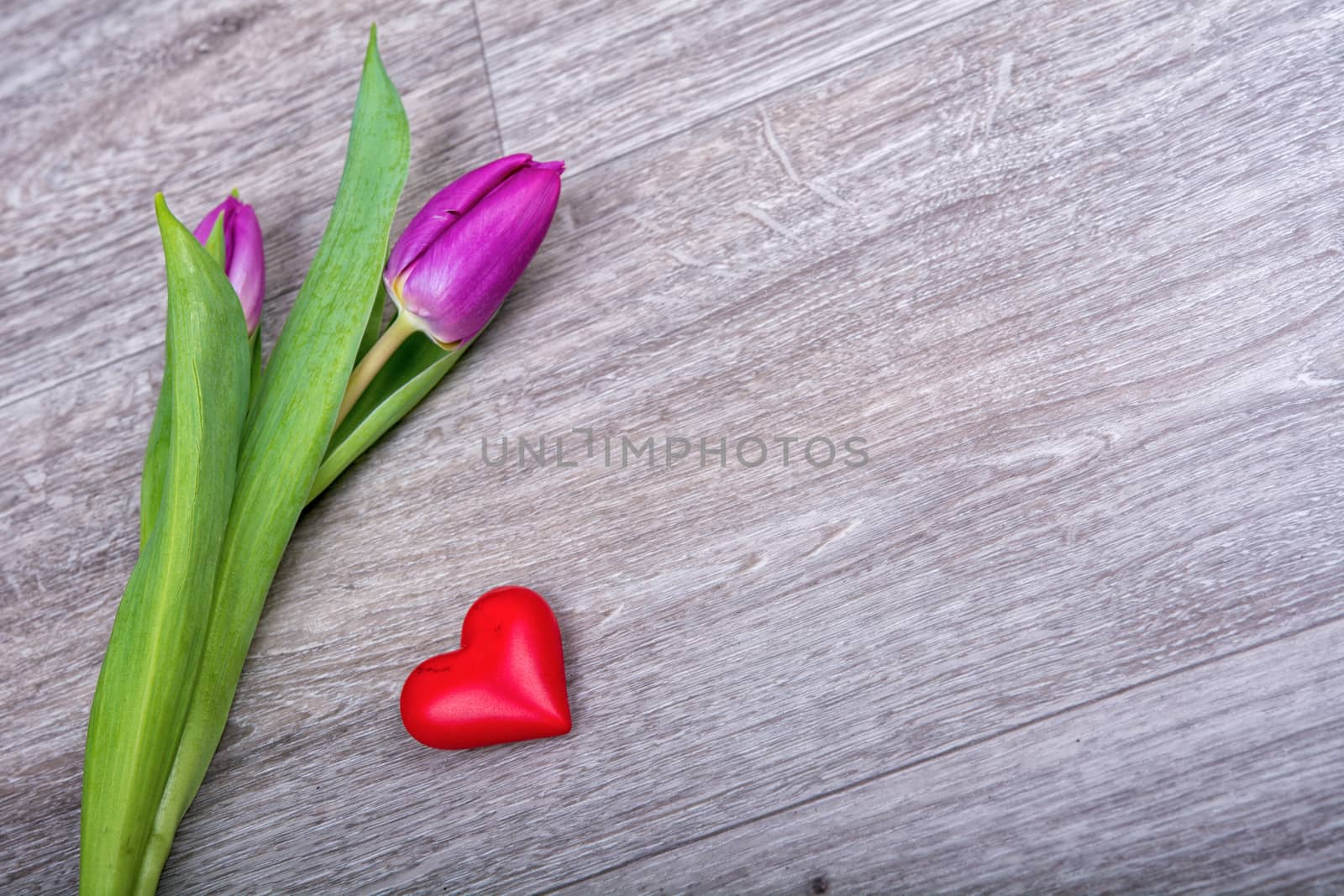 Violet tulip and red heart on a wooden background