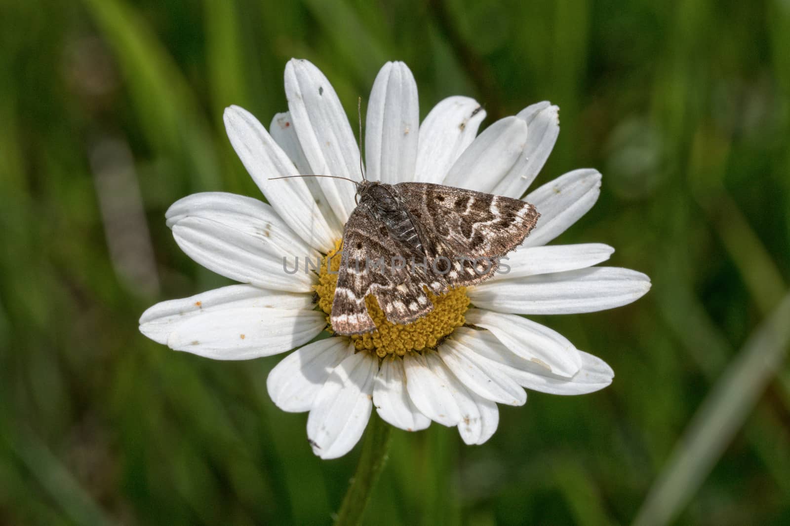 Brown butterfly sitting on a daisy flower