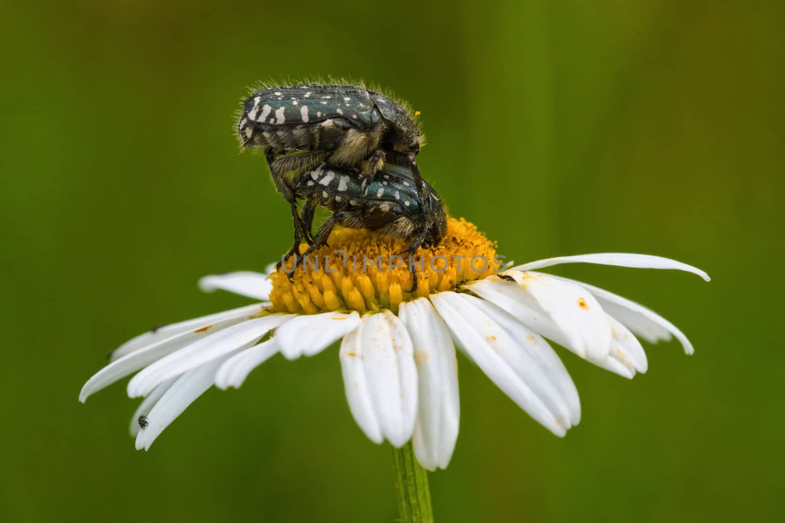 Two beetles sitting on a daisy flower