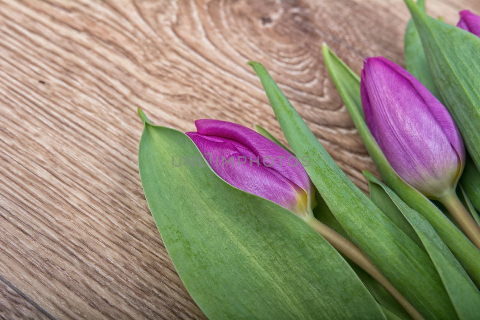 Violet tulips on a brown wooden background