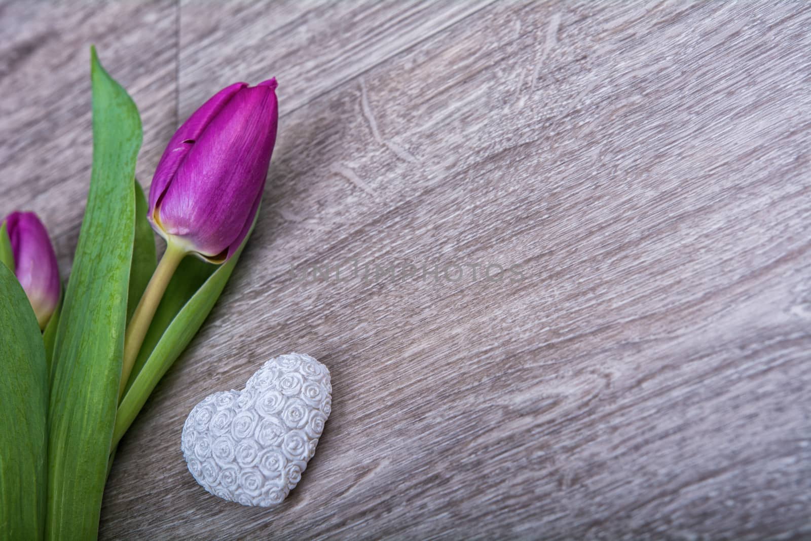 Violet tulip and white heart on a wooden background