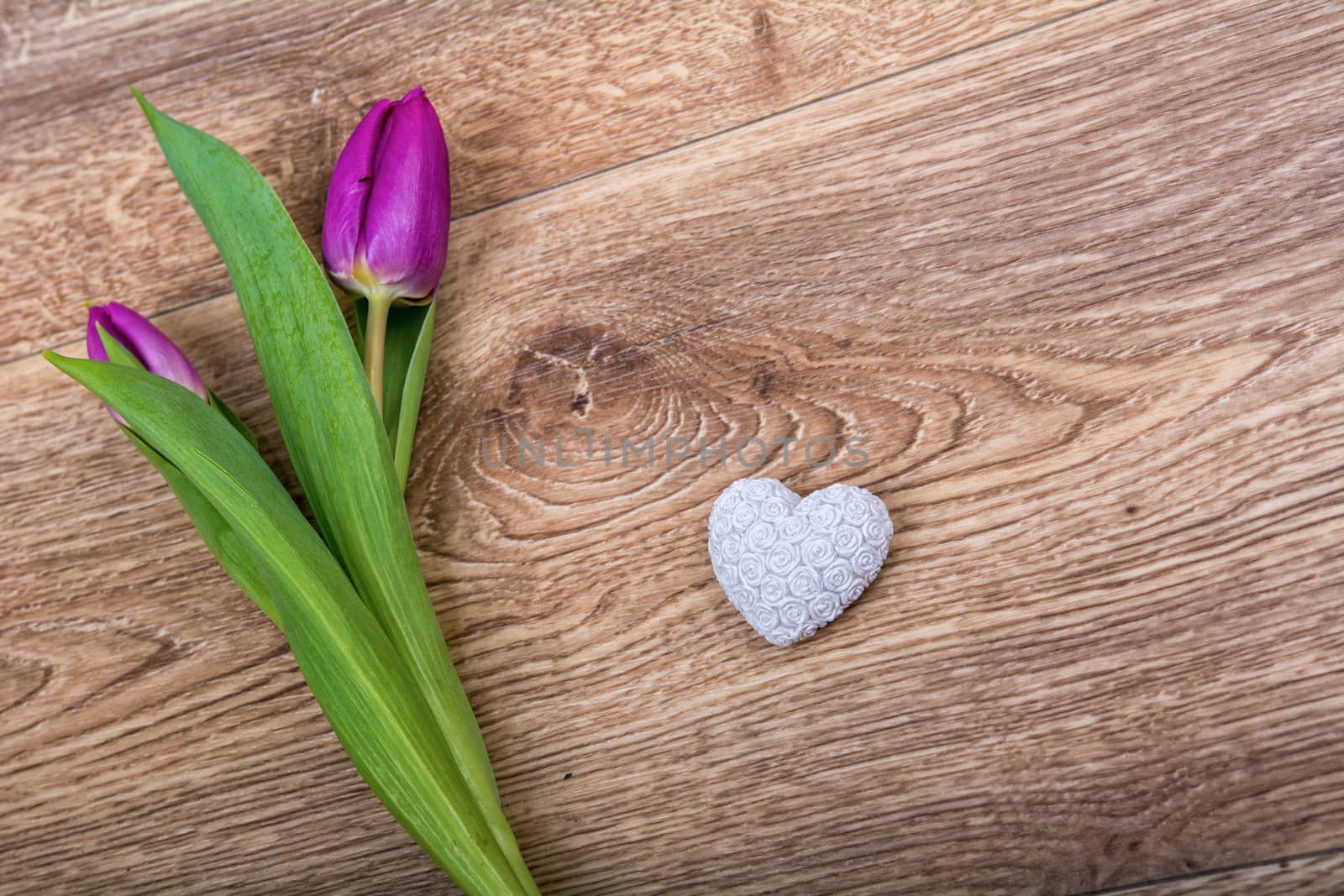 Violet tulip and white heart on a wooden background