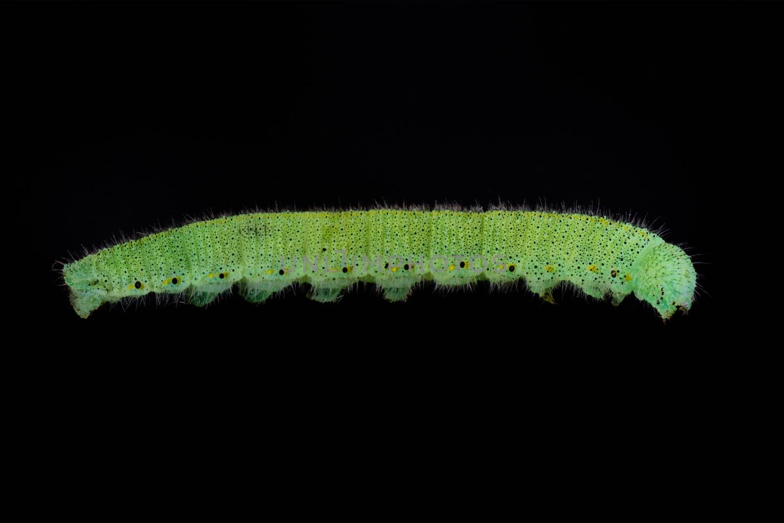 Green caterpillar isolated on a black background