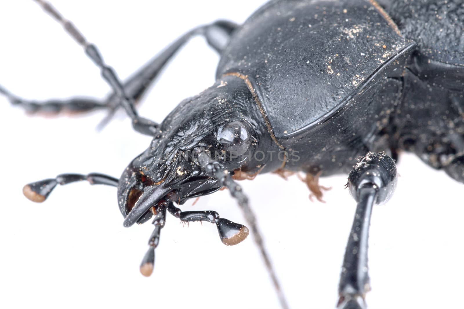Detail of head of black beetle isolated on a white background