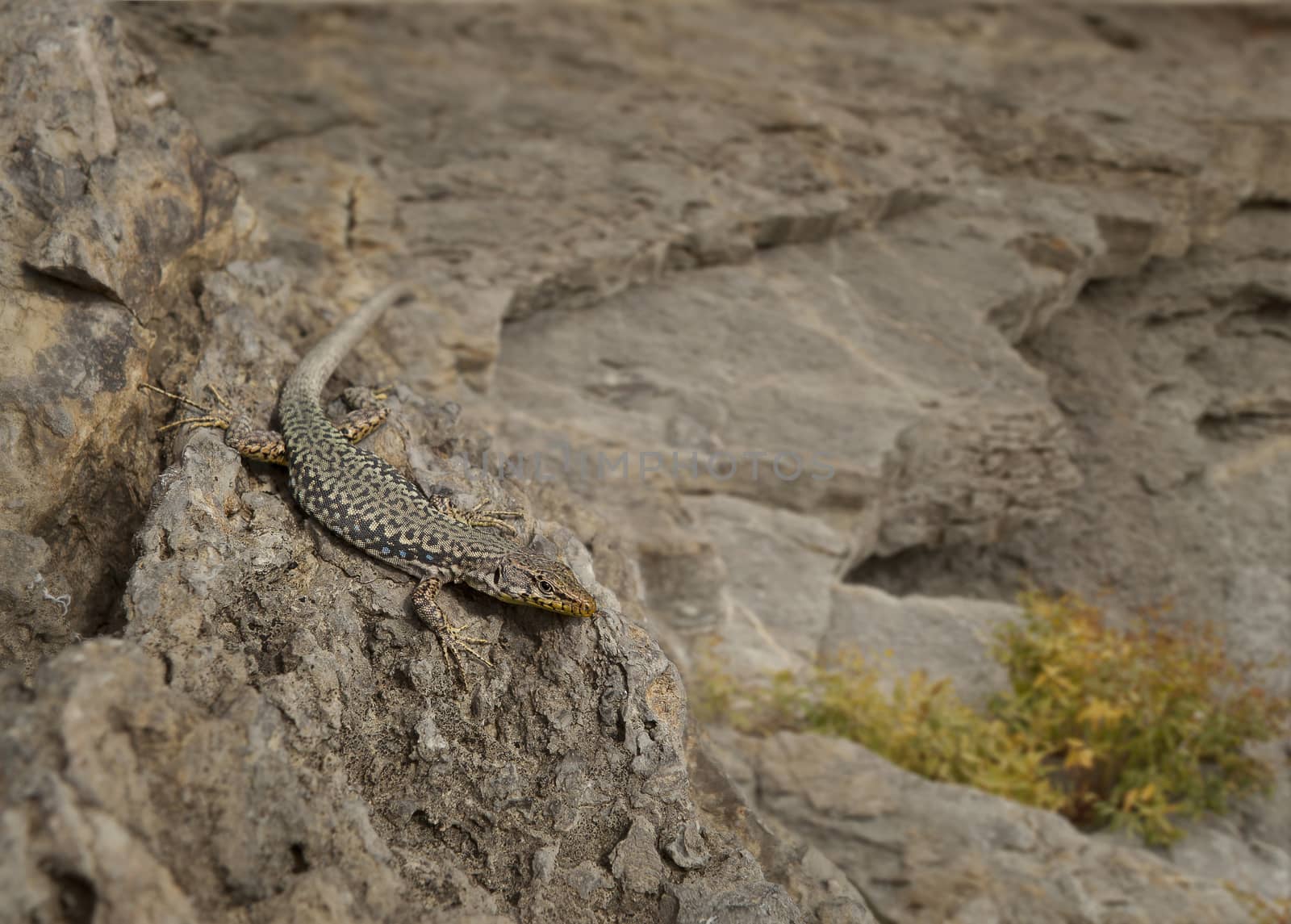 Colorful lizard sitting on the rocks in the mountains.







Spotted lizard sitting on the stones.
