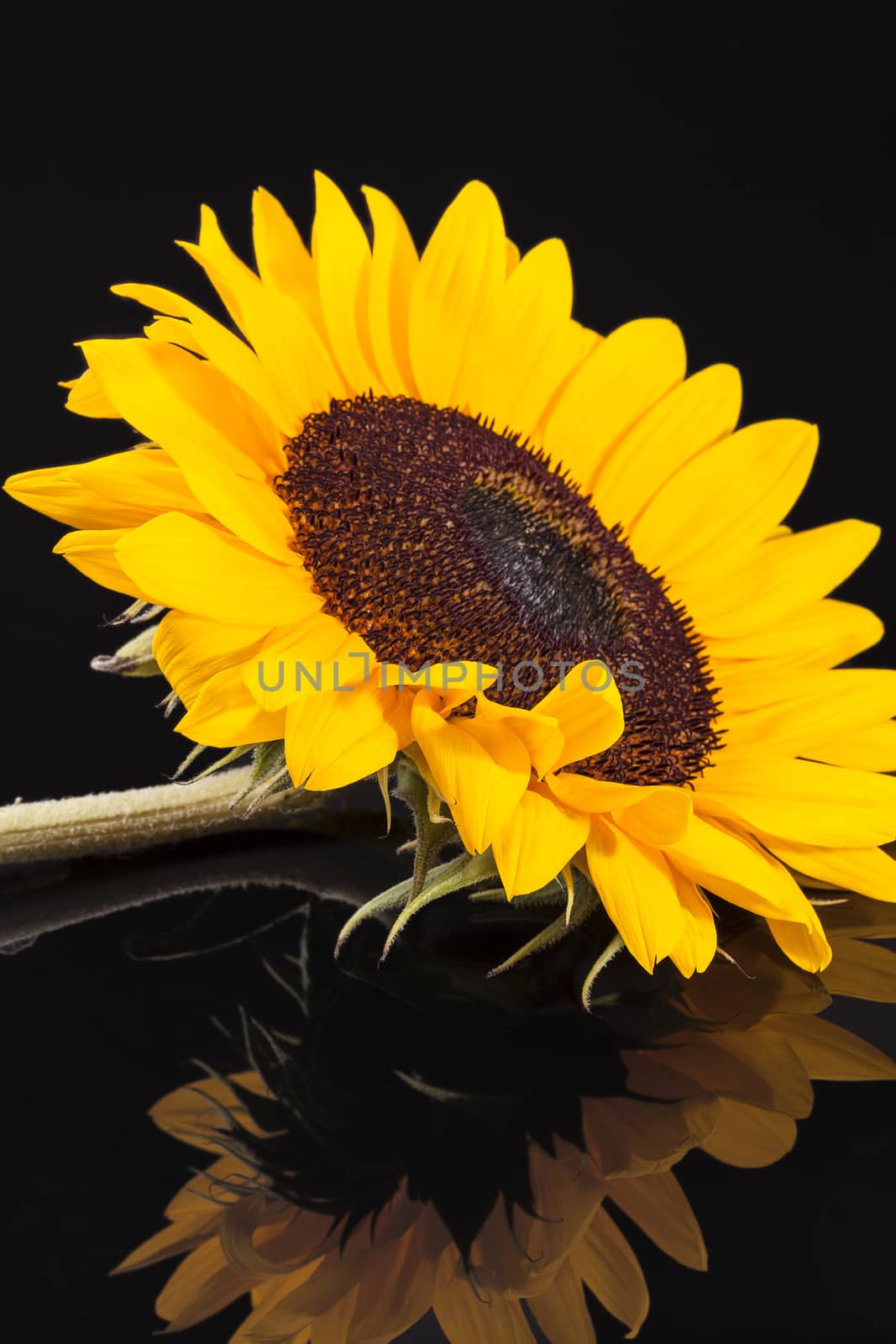 Blooming sunflower on black  background with  reflection, close up.