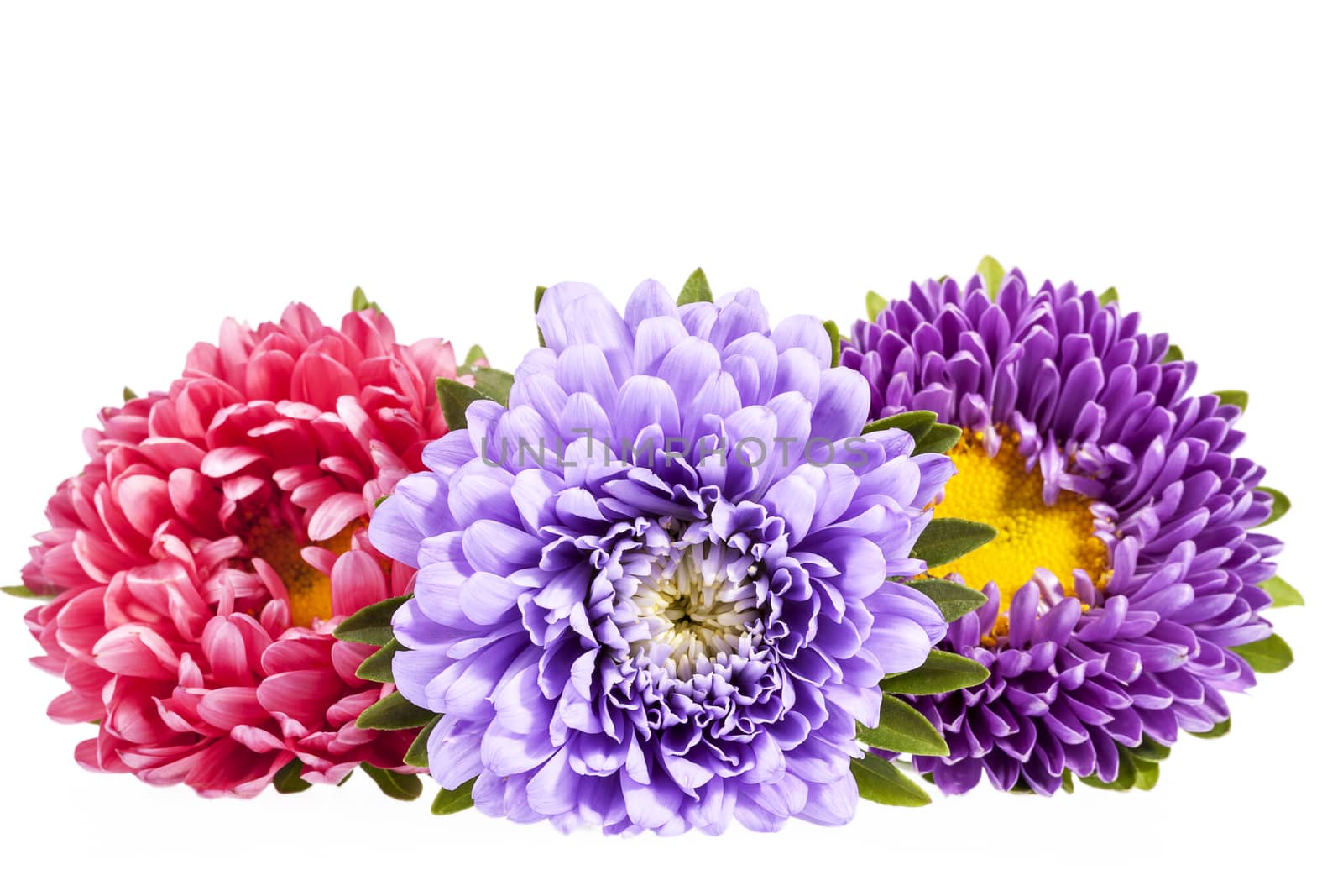 Aster flowers isolated on white background .