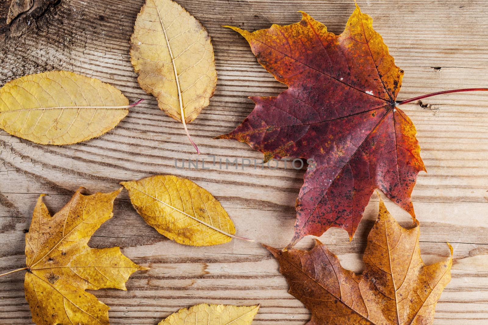 Autumn leaves over wooden background by Yellowj