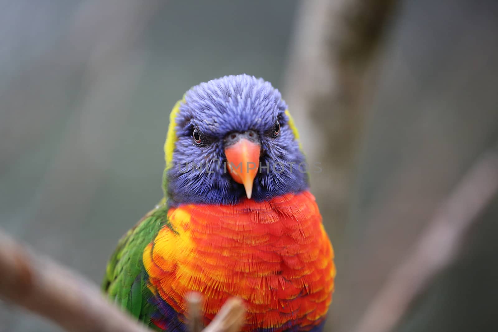 Rainbow Lorikeet Parrot Head Close-Up