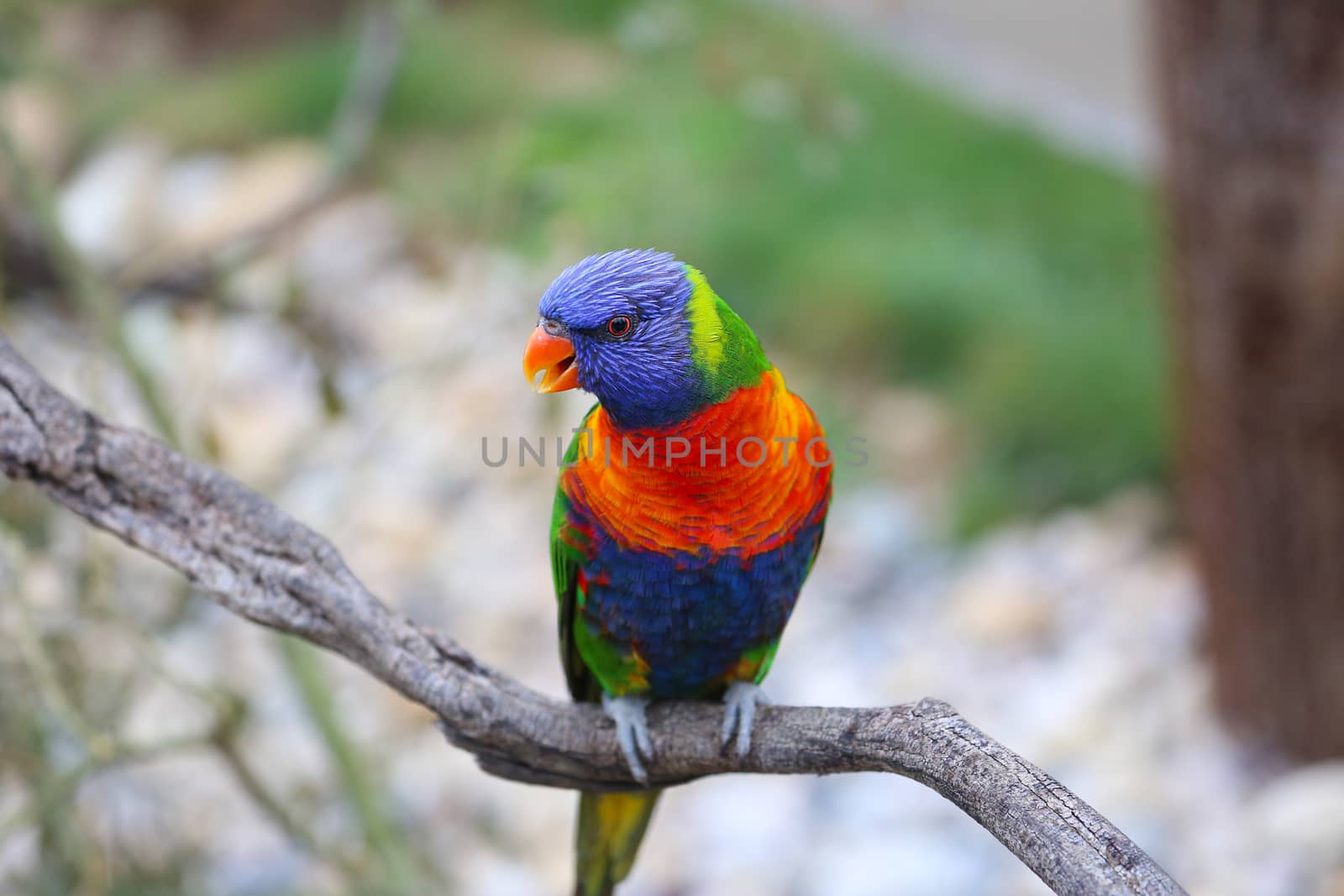 Beautiful Rainbow Lorikeet (Trichoglossus Moluccanus) Perched On A Tree Branch