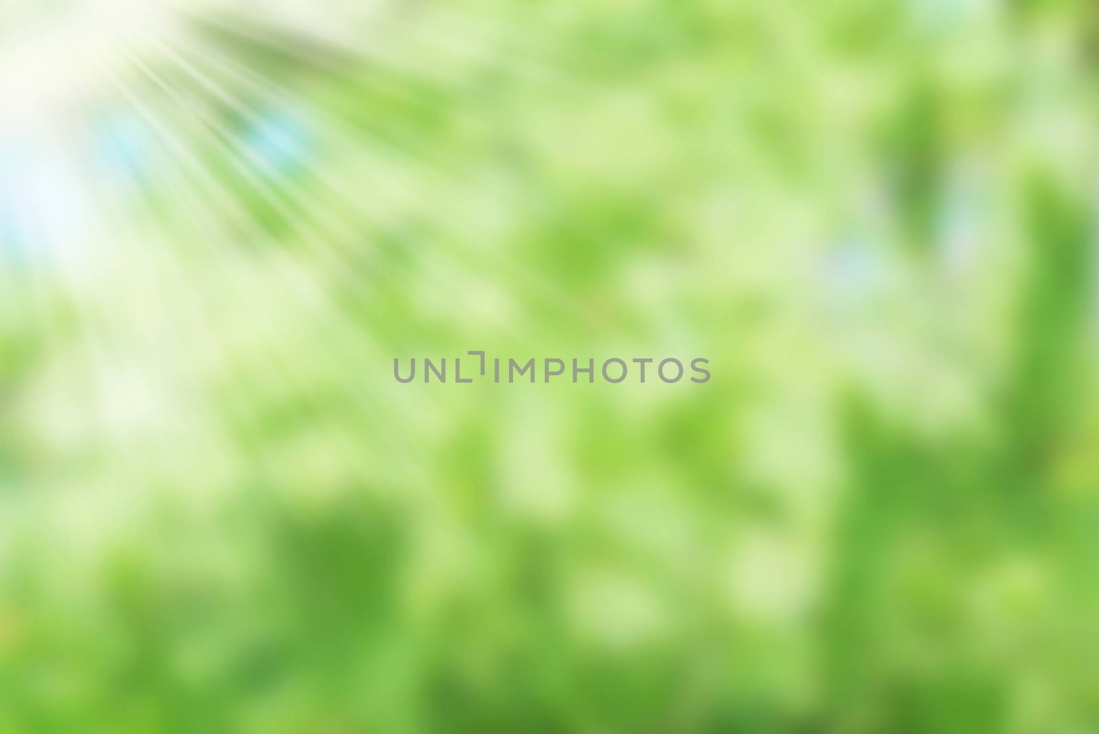 Beautiful green blurred natural summer background with sun rays. Defocused backdrop