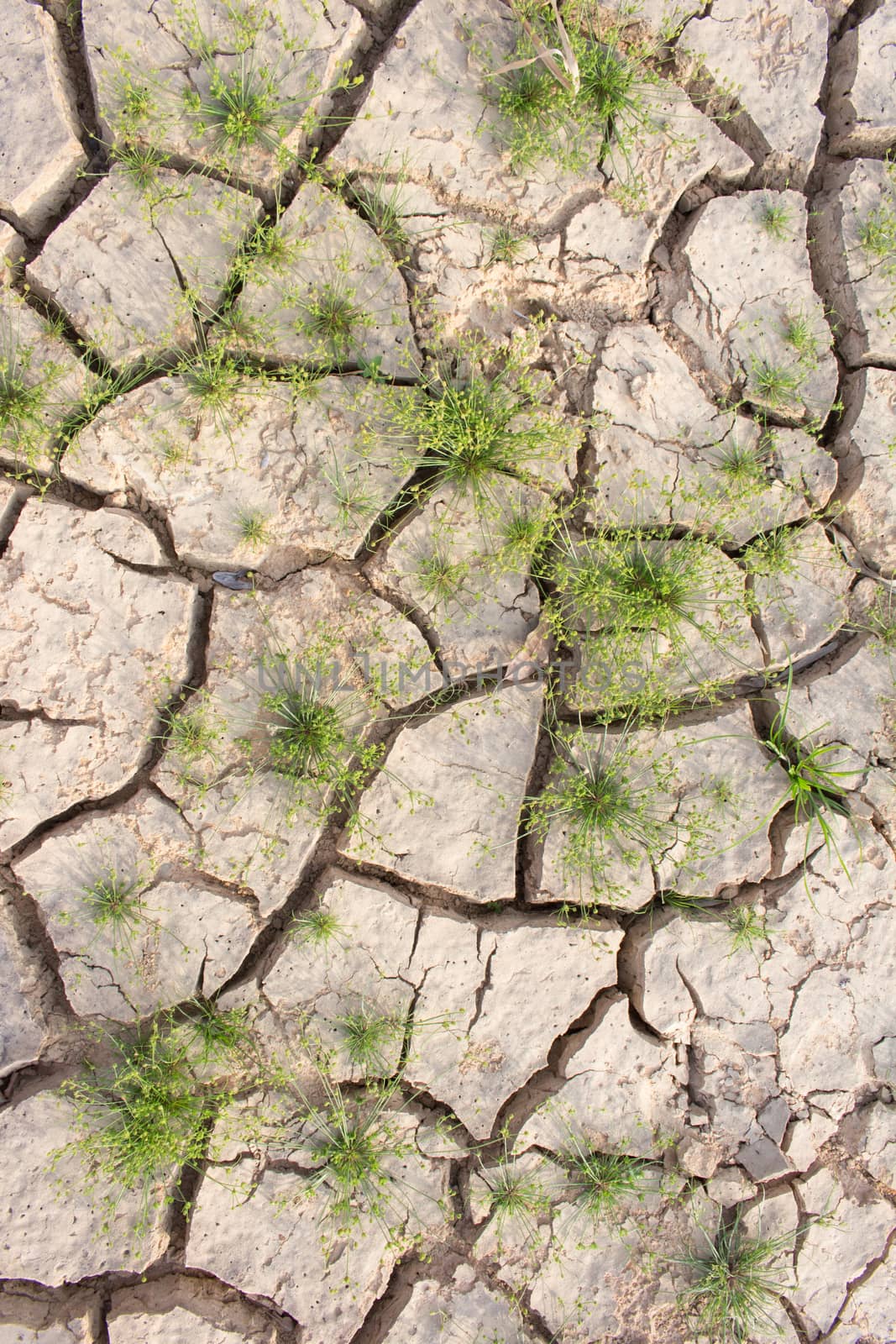 Cracked ground and survival living thing, cruel from global warm