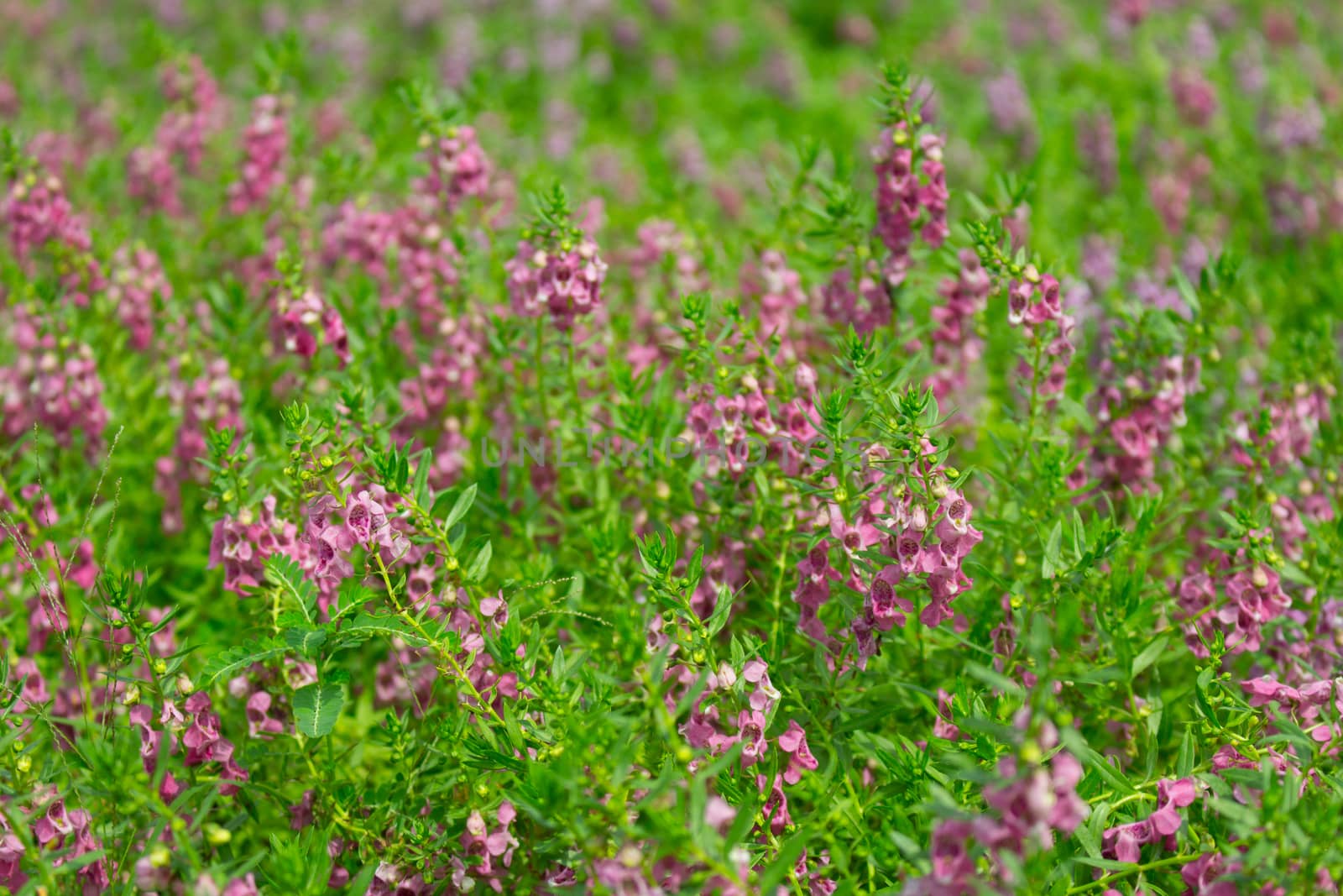 Purple flower, Angelonia goyazensis Benth garden