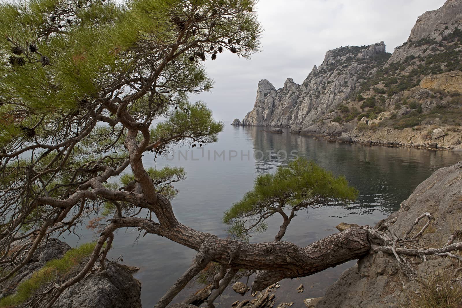 Pine tree on the edge of the cliff above the sea. by sergey_pankin