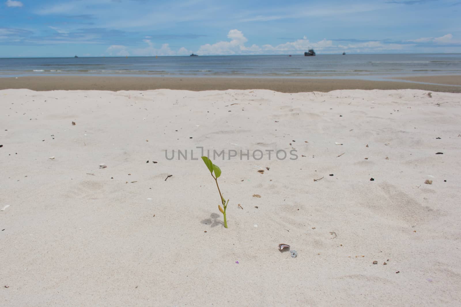 Green plant on sand beach with sea background