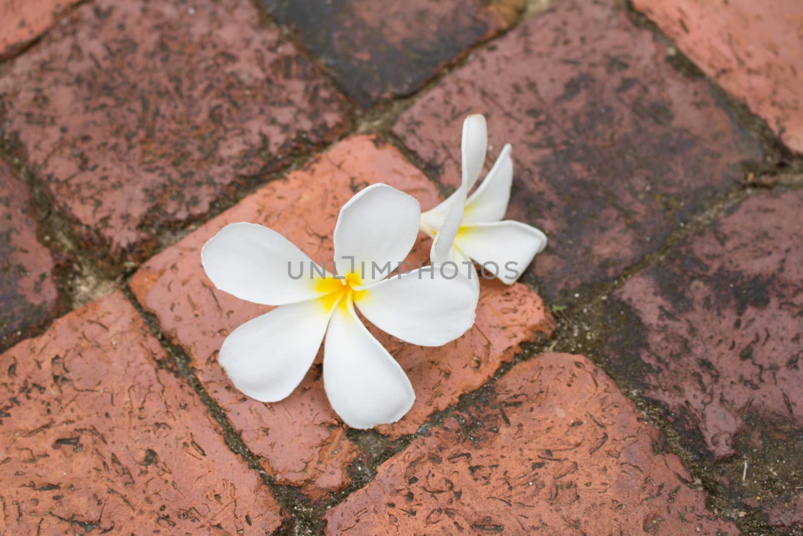 Beautiful white Frangipani flowers on the brick floor