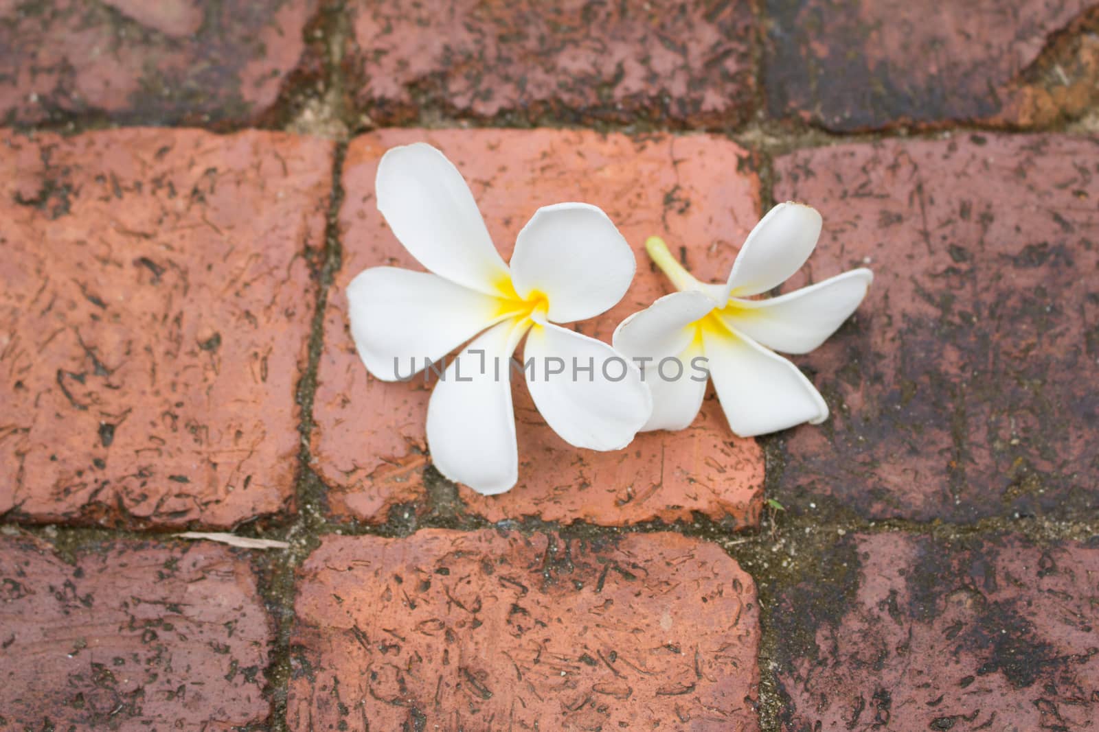 Beautiful white Frangipani flowers on the brick floor
